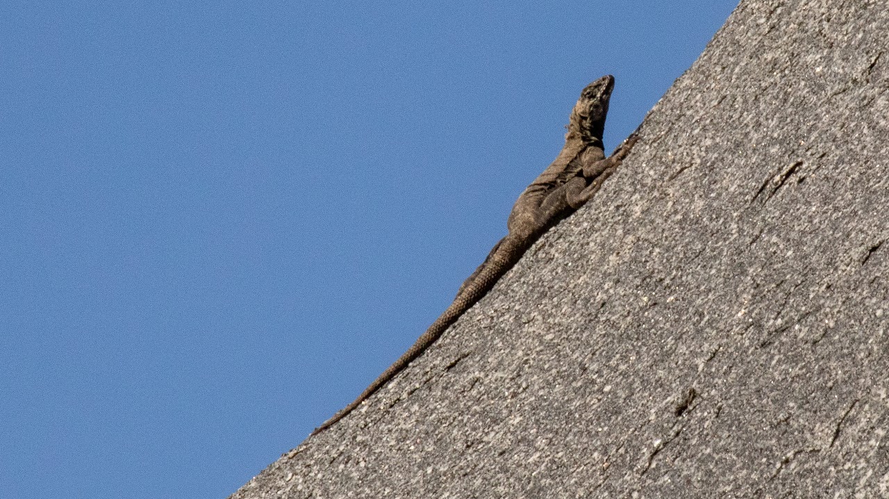 Atacama Pacific iguana (Microlophus atacamensis)