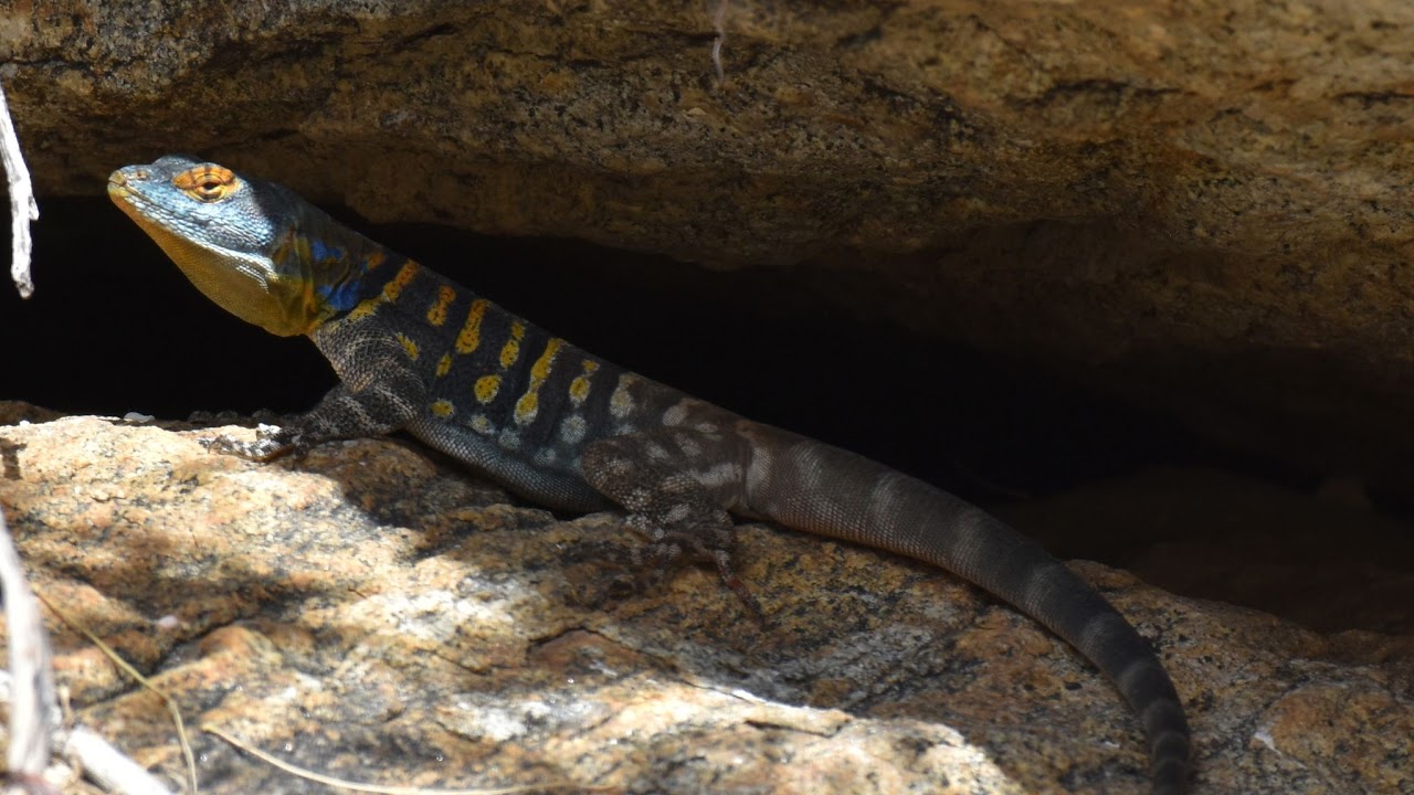 Baja California rock lizard (Petrosaurus thalassinus)