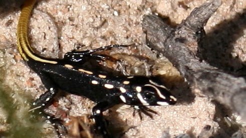 Bushveld lizard (Heliobolus lugubris)