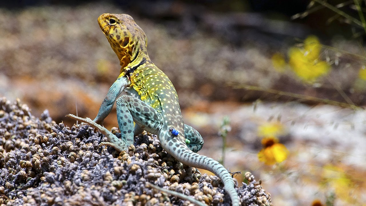 Collared Lizard