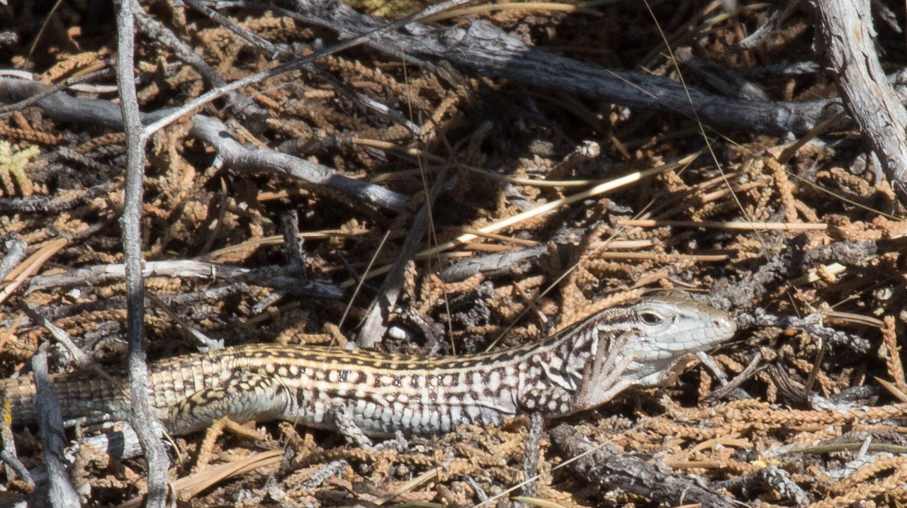 Colorado Checkered Whiptail
