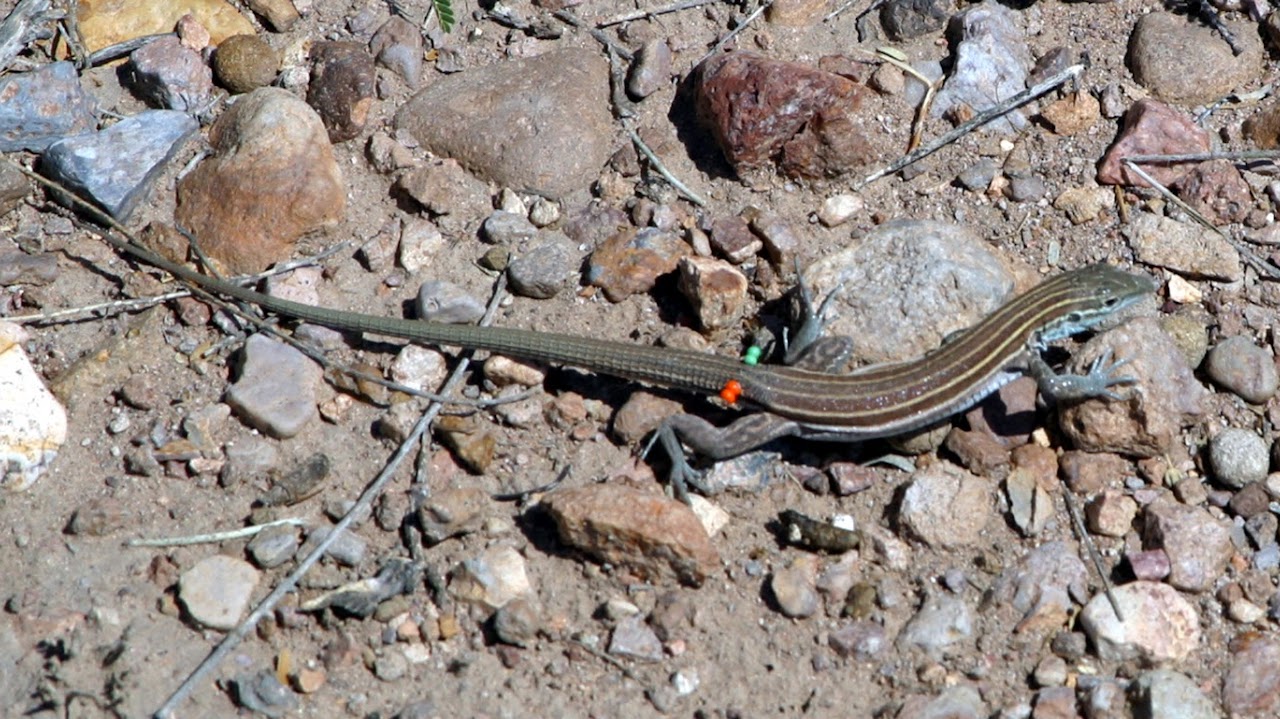 Desert grassland whiptail (Aspidoscelis uniparens)
