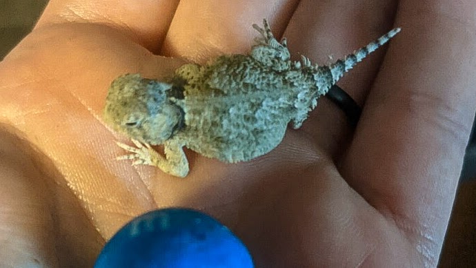 Desert Horned Lizard
