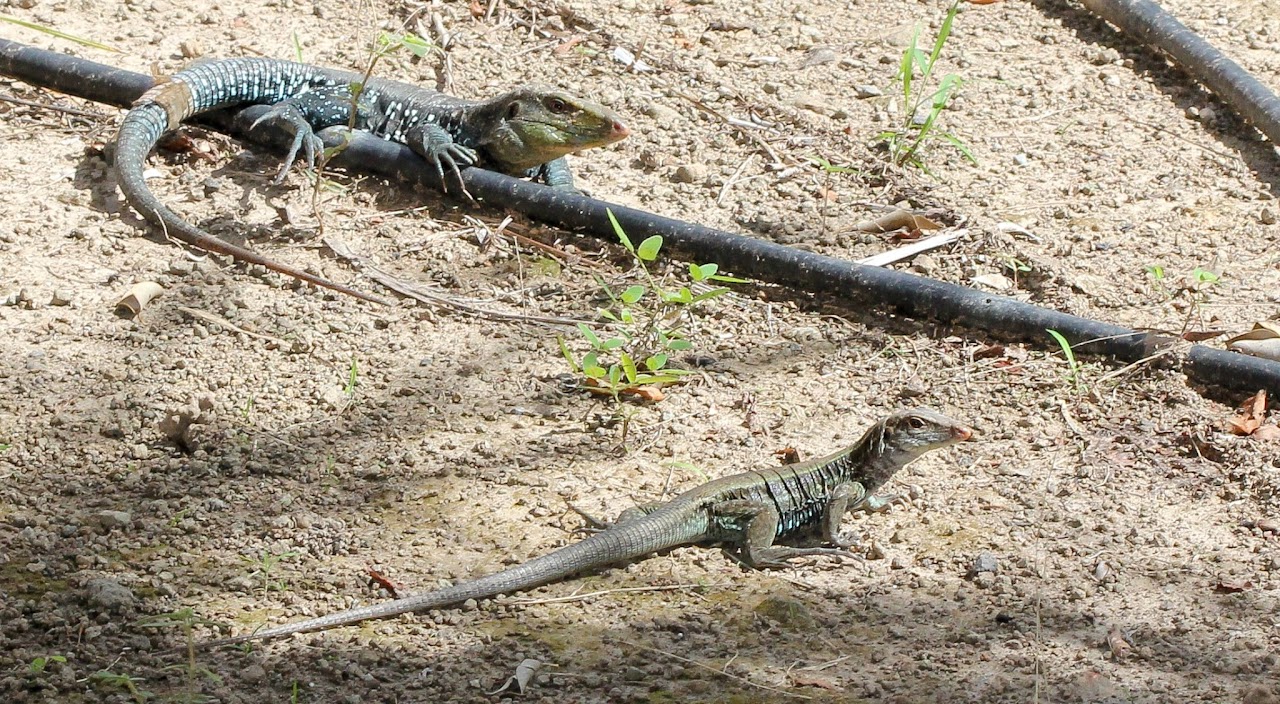 Dominican ground lizard (Pholidoscelis fuscatus)