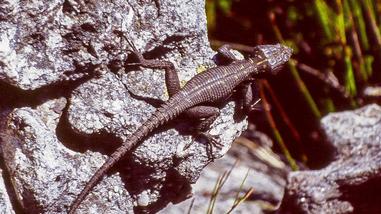 Graceful crag lizard (Hemicordylus capensis)
