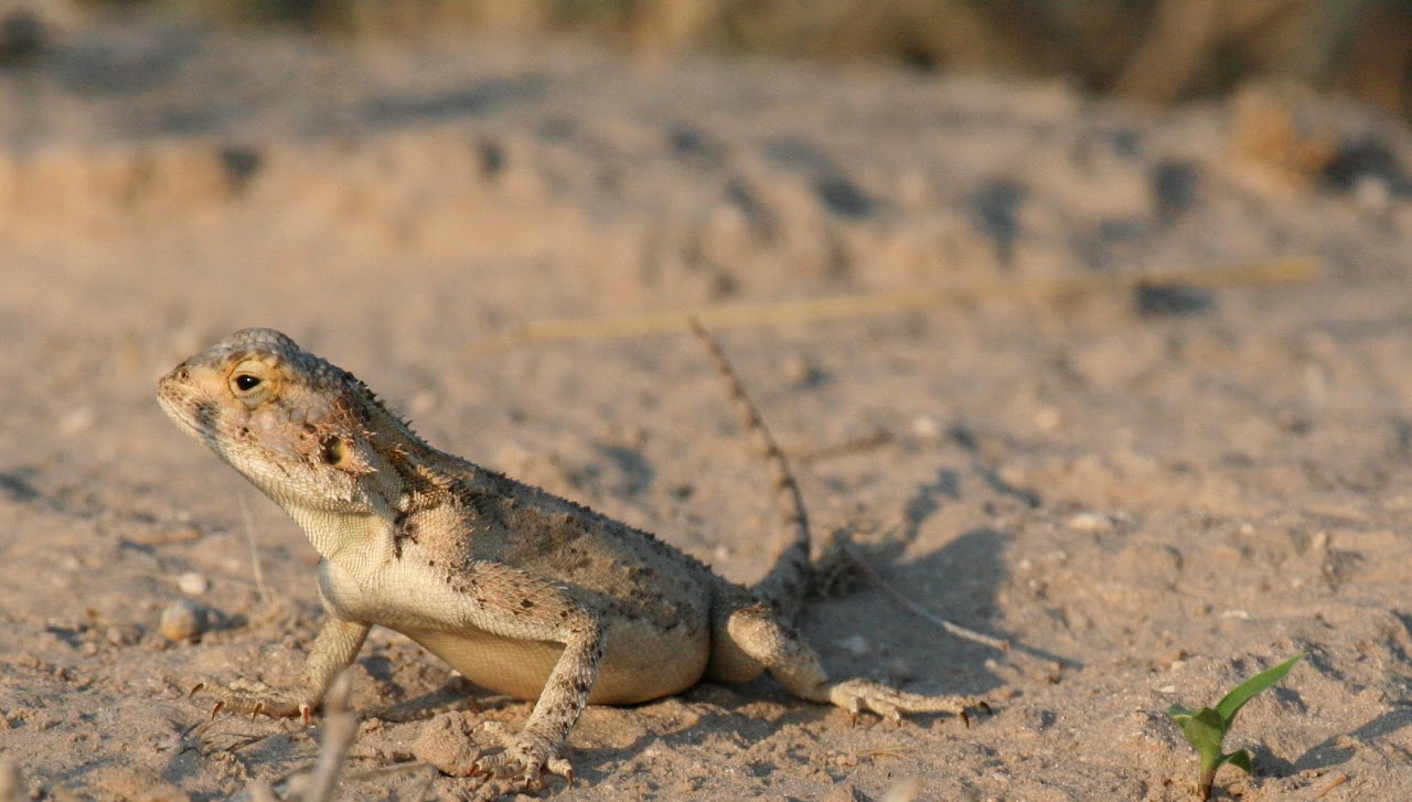 Ground agama (Agama aculeata)