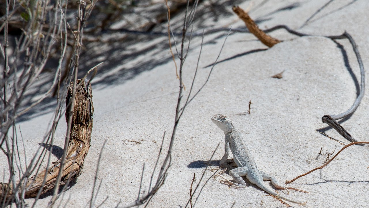 Lesser earless lizard (Holbrookia maculata)