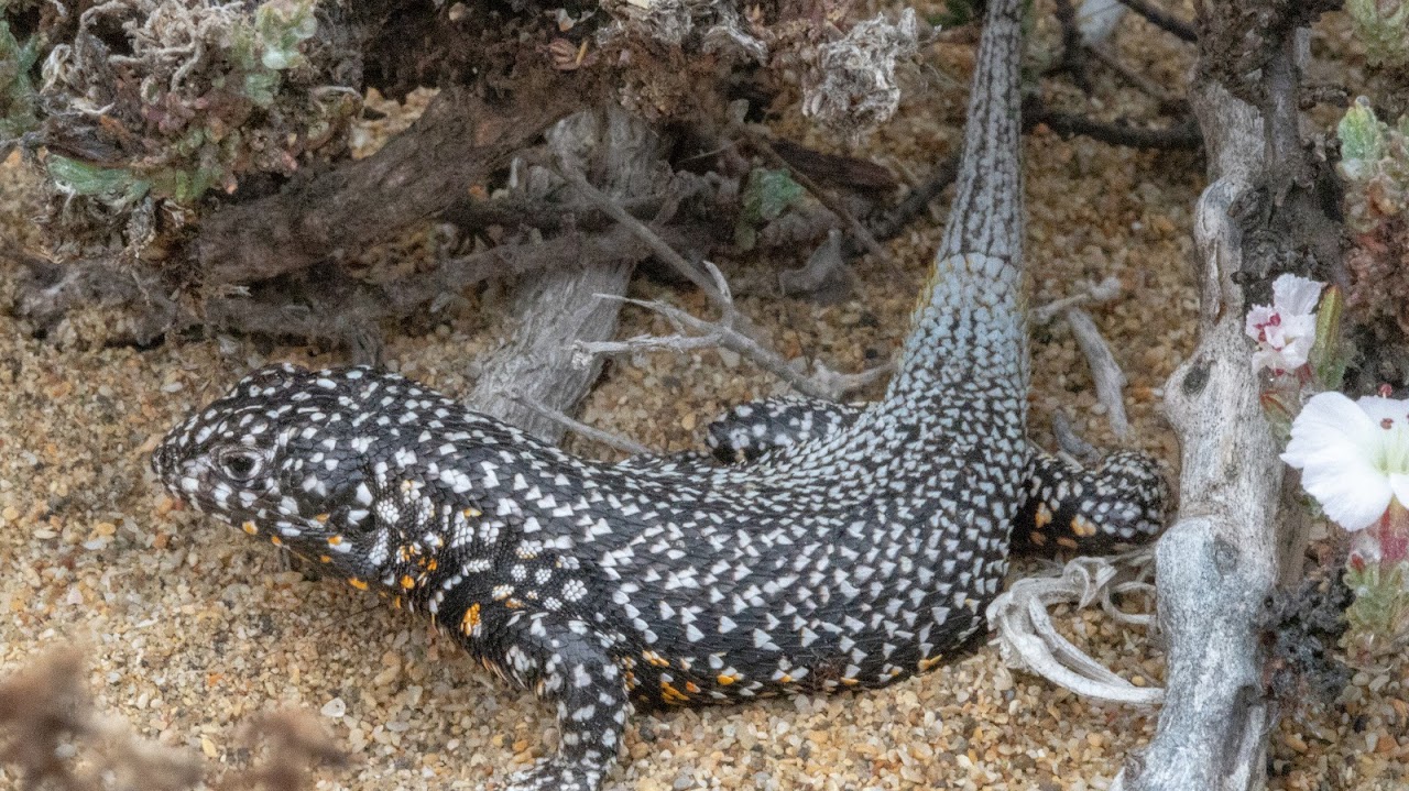 Liolaemus silvai