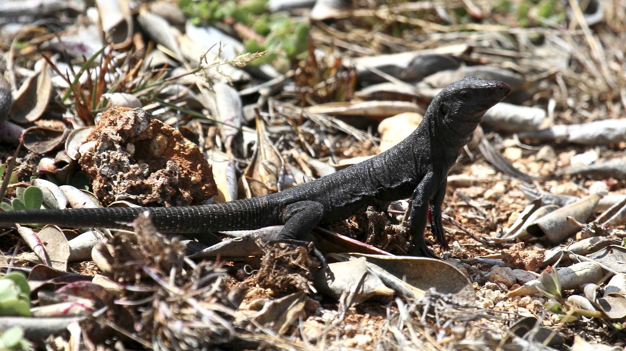 Little Scrub Island ground lizard (Pholidoscelis corax)