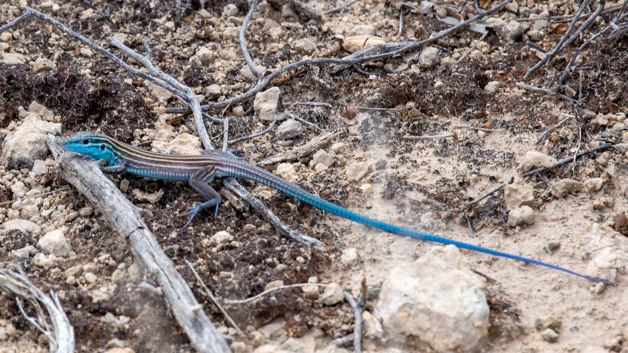 Little striped whiptail (Aspidoscelis inornatus)