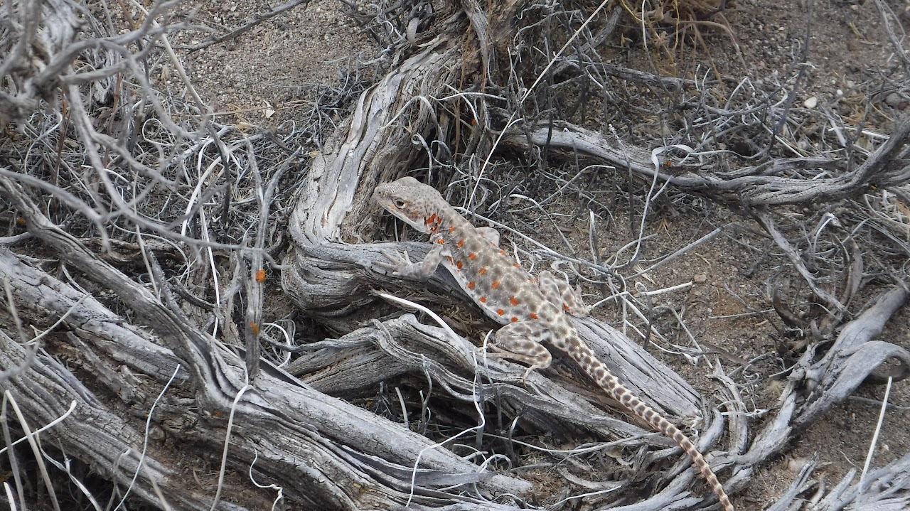 Long-nosed Leopard Lizard
