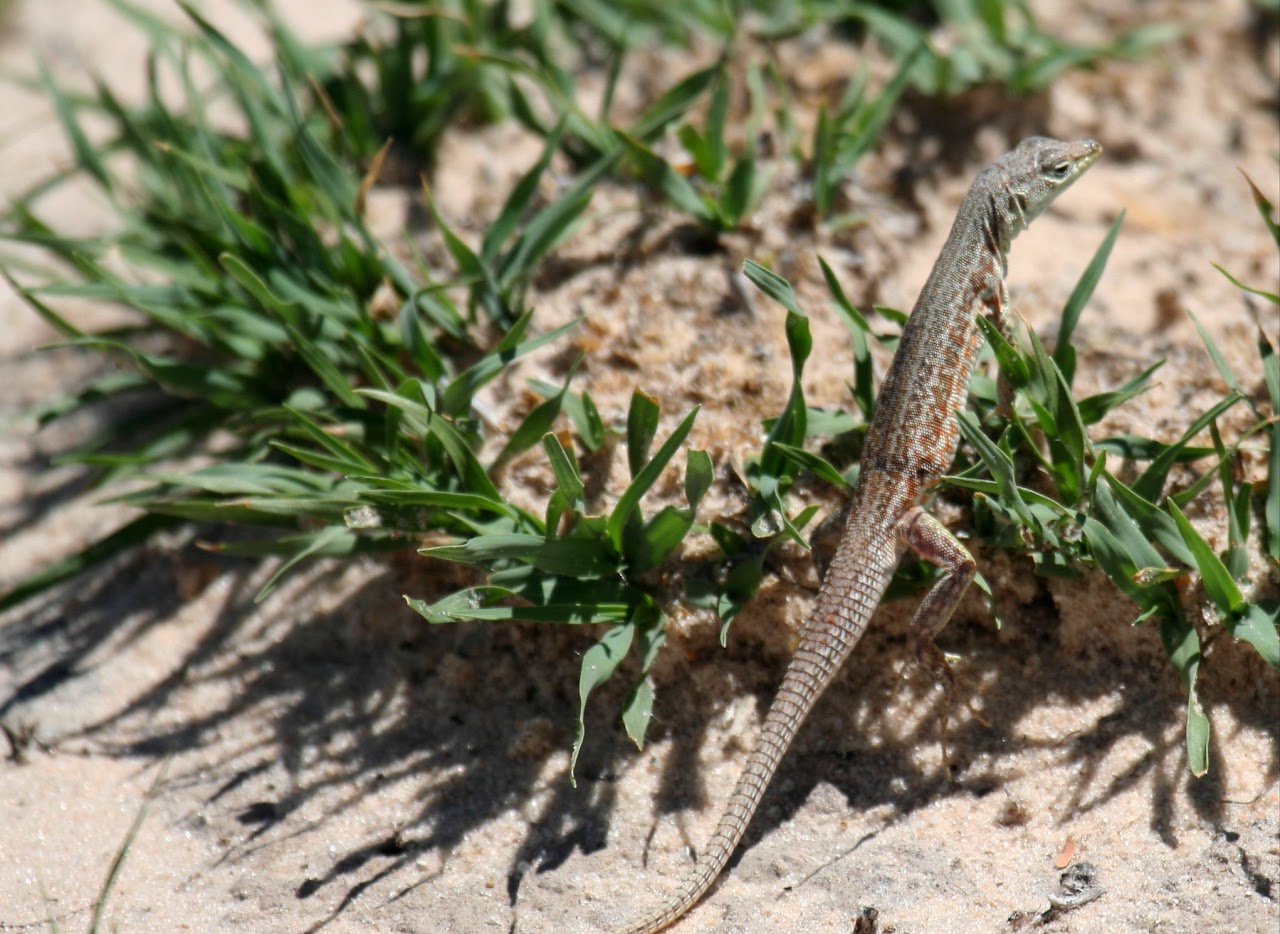 Namaqua sand lizard (Pedioplanis namaquensis)