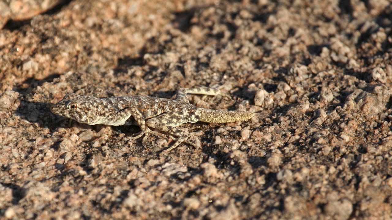 Namib Day Gecko