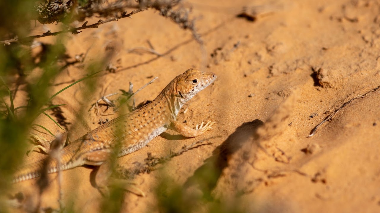 Nidua fringe-toed lizard (Acanthodactylus scutellatus)