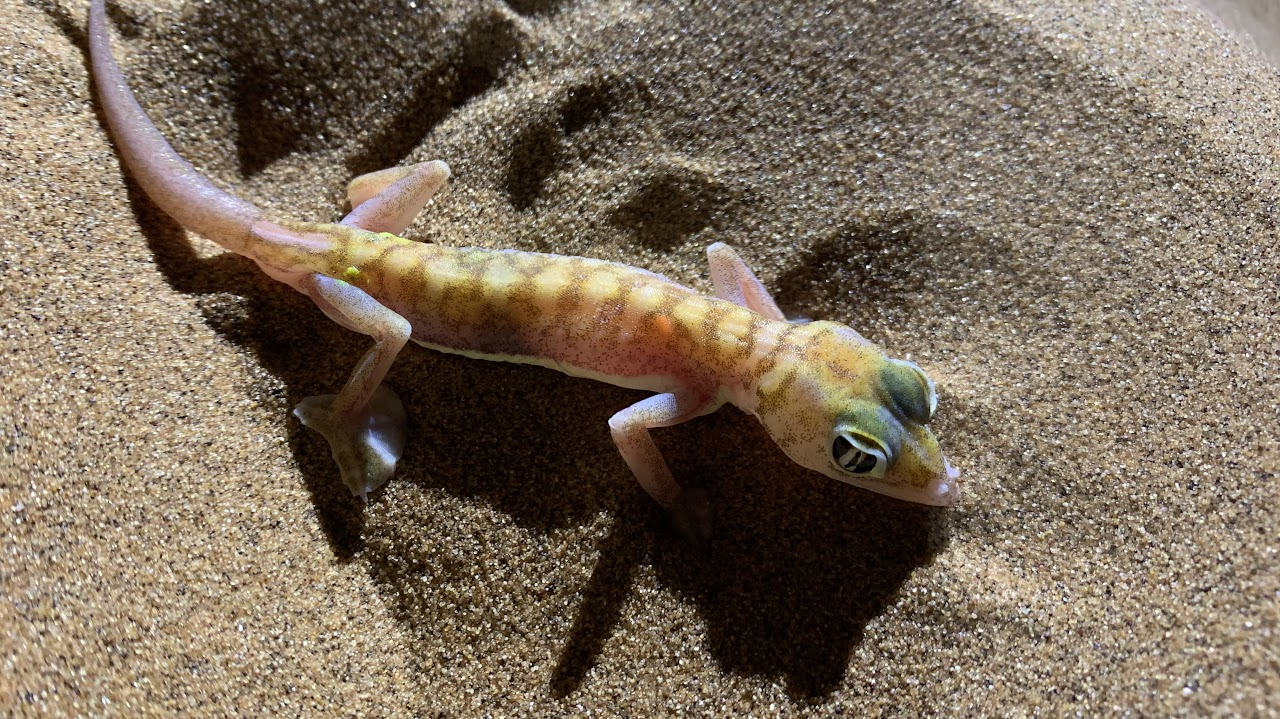 Palmato gecko (Pachydactylus rangei)