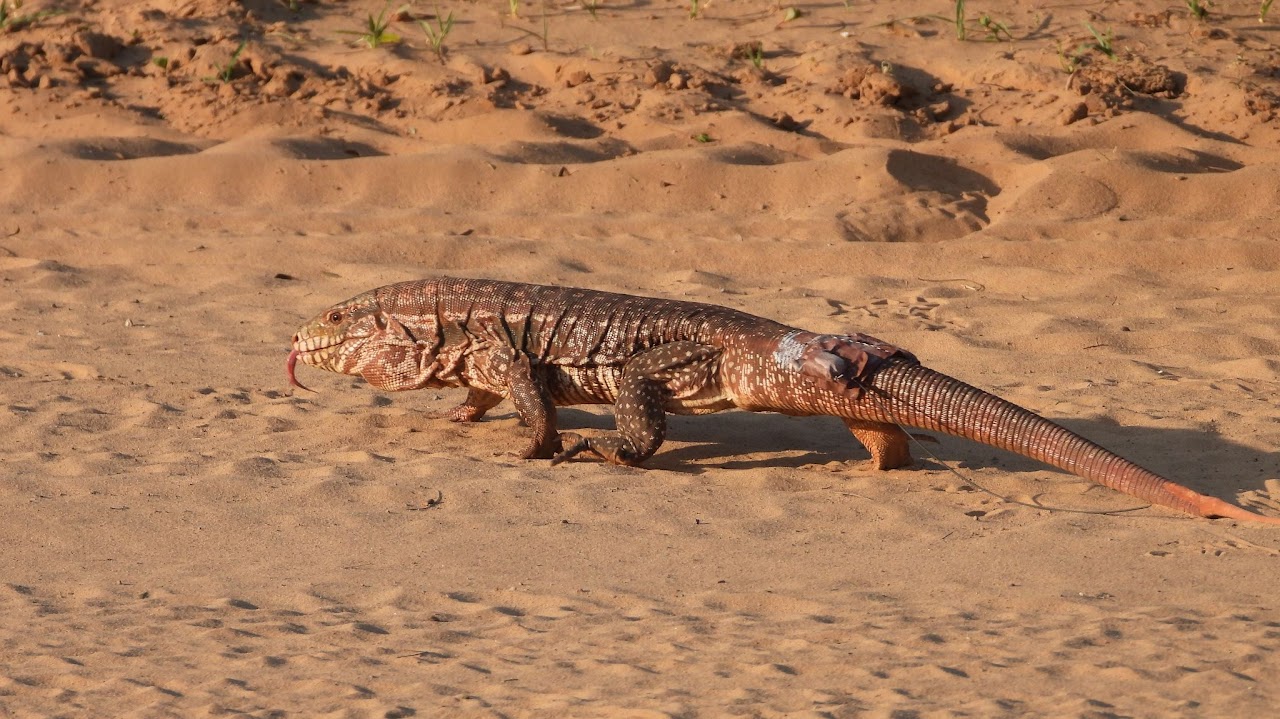 Red tegu (Salvator rufescens)