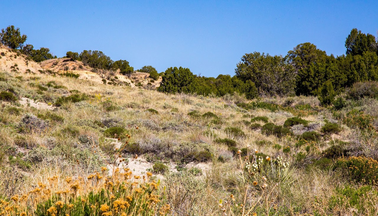 Chihuahuan Desert, Colorado