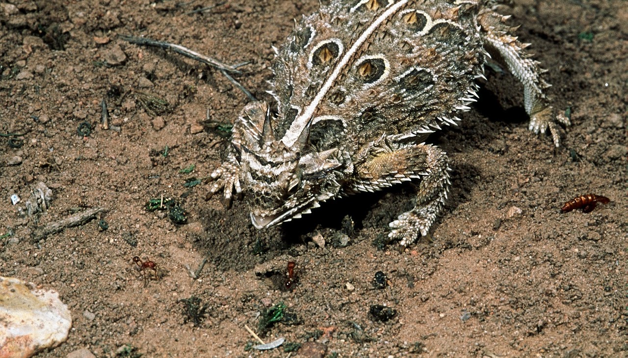 Texas horned lizard (Phrynosoma cornutum)