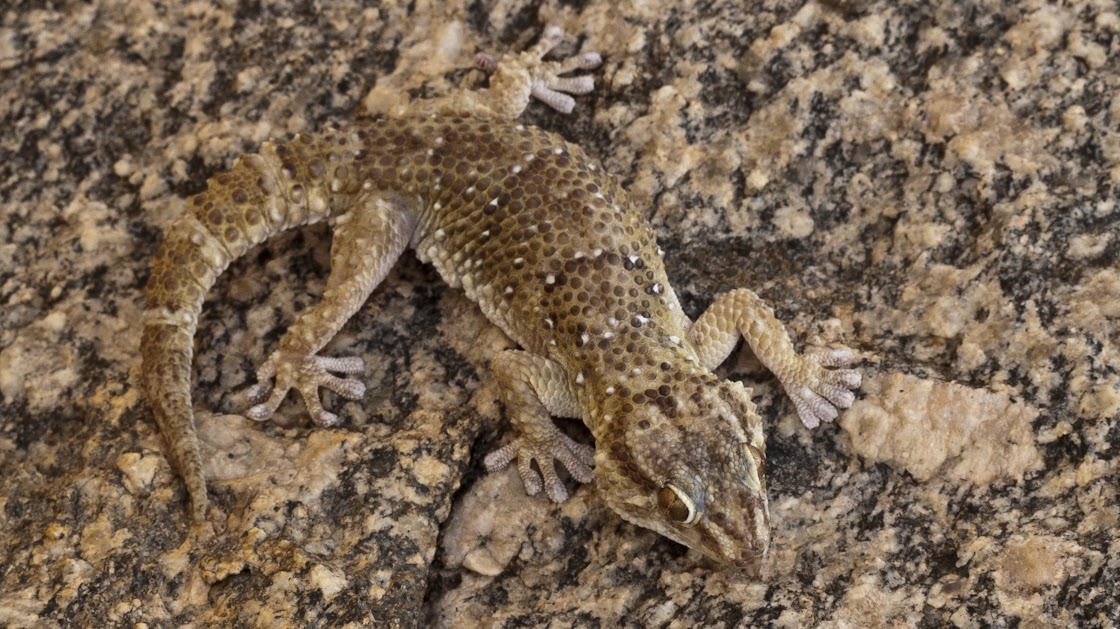 Turner's thick-toed gecko (Chondrodactylus turneri)
