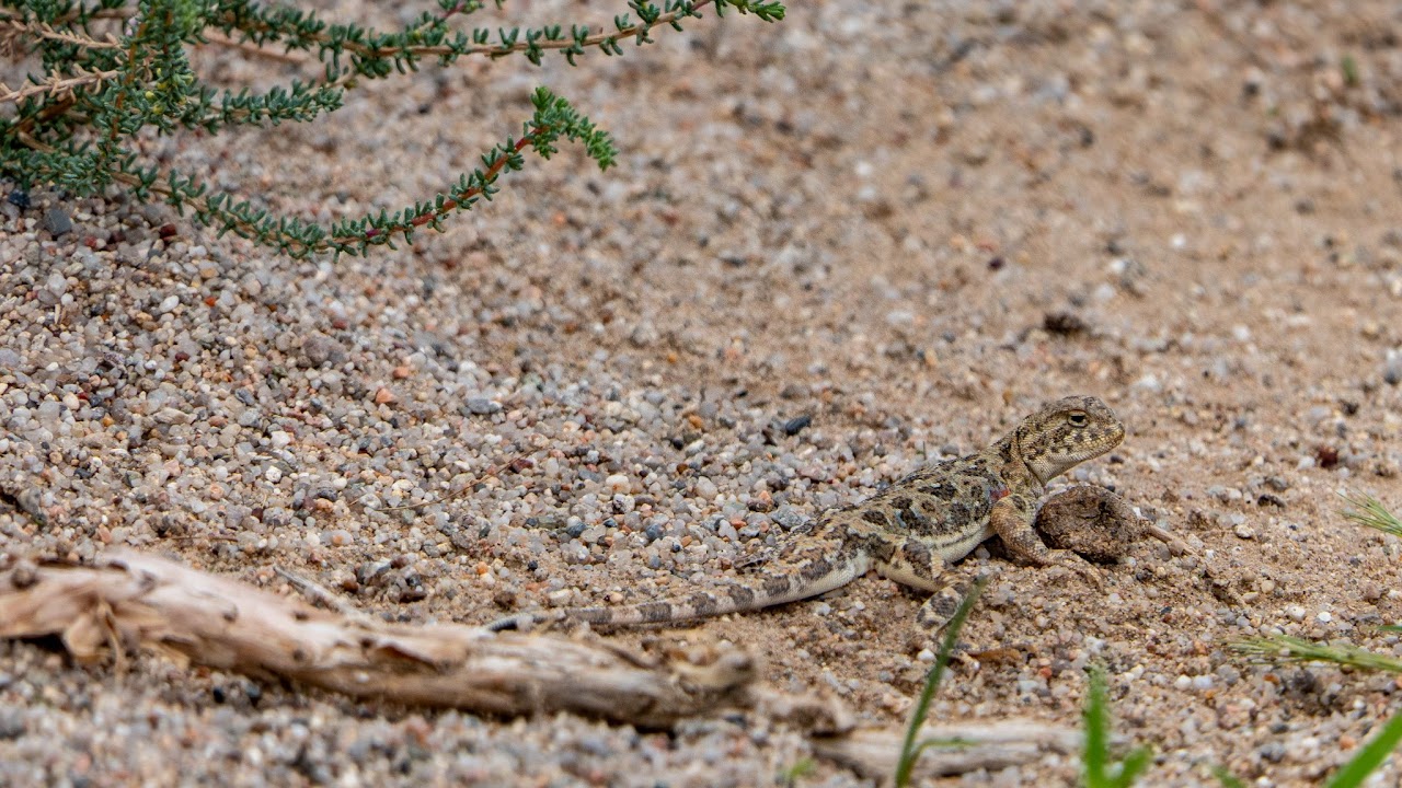 Tuvan toad-headed agama (Phrynocephalus versicolor)