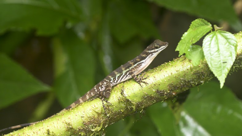 Water anole (Anolis aquaticus)