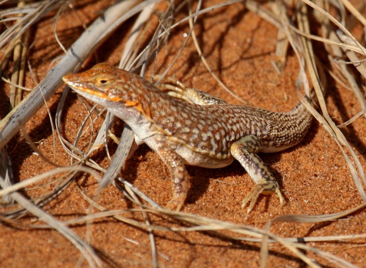 Wedge-snouted sand lizard (Meroles cuneirostris)